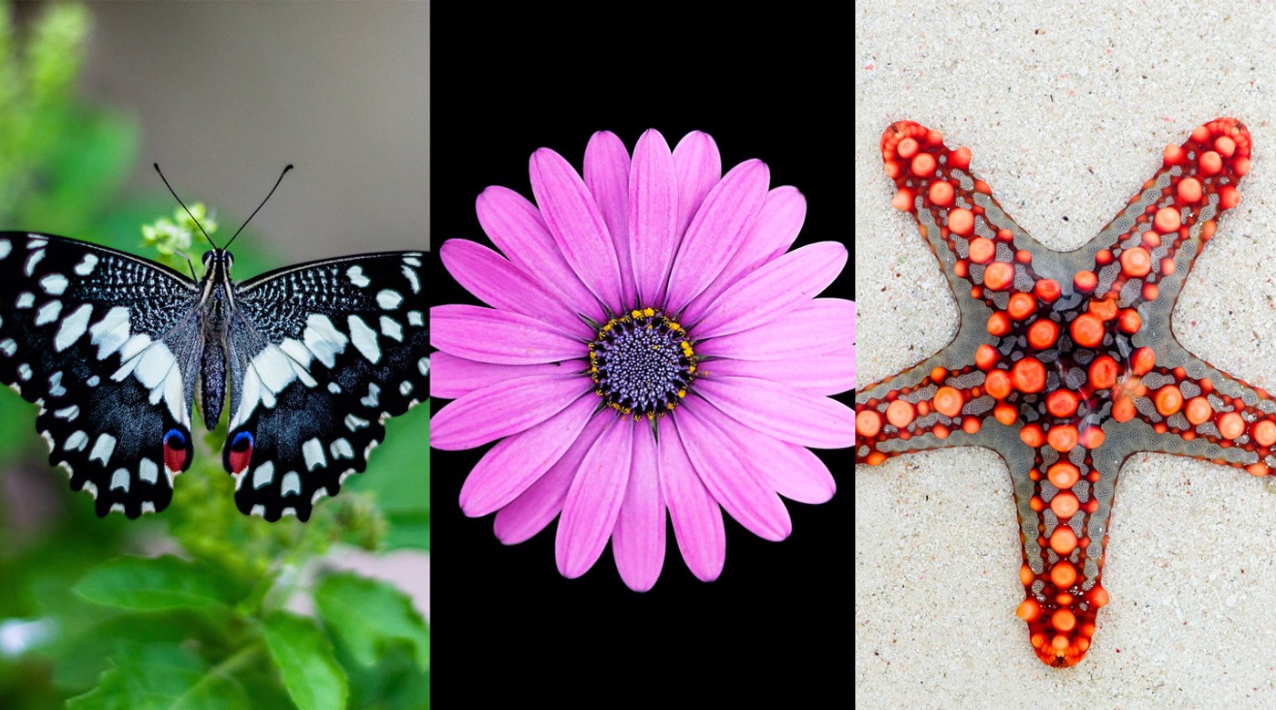 自然界中的对称性——蝴蝶、花朵、海星。